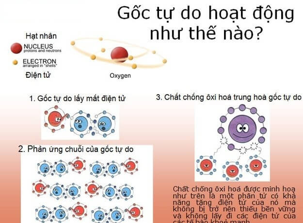 Quá trình hoạt động của gốc tự do trong chuỗi phản ứng