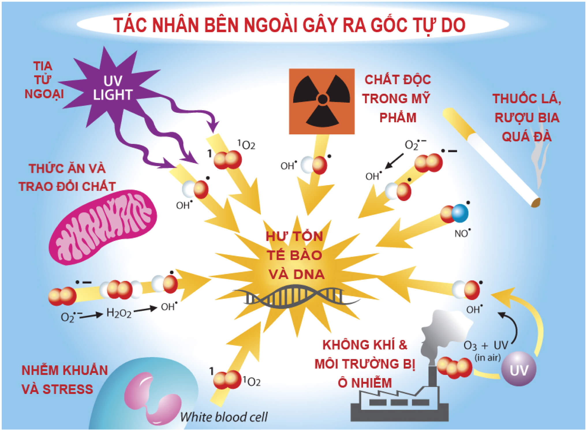 Các tác nhân bên ngoài gây ra gốc tự do